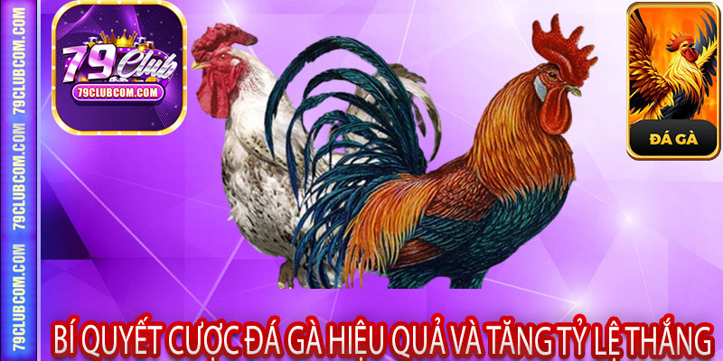 Bí Quyết Cược Đá Gà Hiệu Quả và Tăng Tỷ Lệ Thắng