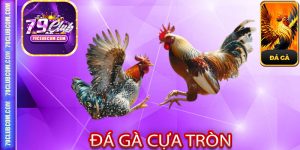 Đá Gà Cựa Tròn