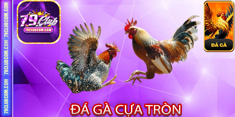 Đá Gà Cựa Tròn