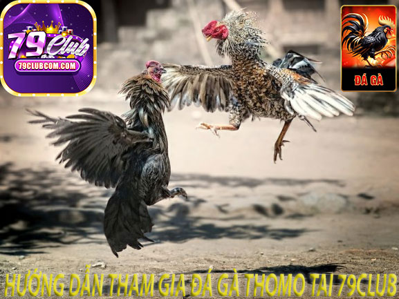 Hướng Dẫn Tham Gia Đá Gà Thomo Tại 79Club