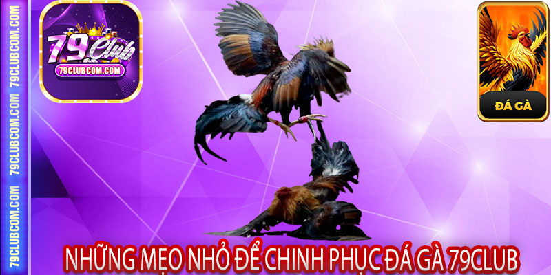 Những Mẹo Nhỏ Để Chinh Phục Đá Gà 79Club