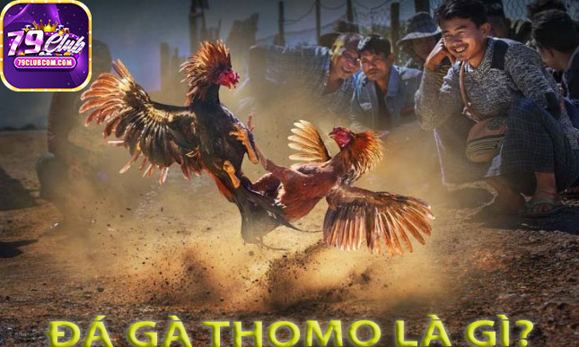 Đá Gà Thomo Là Gì?